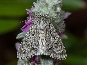 Acronicta aceris