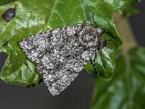 Acronicta aceris