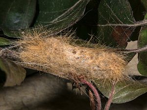 Acronicta aceris Raupe