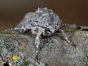 Acronicta aceris Raupe