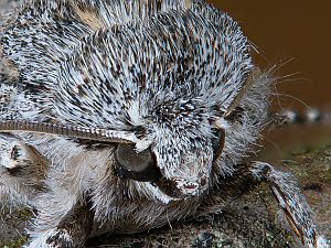 Acronicta aceris Raupe