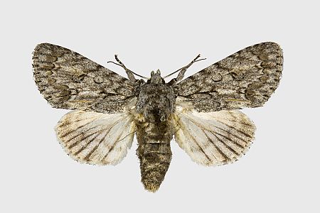 Acronicta aceris