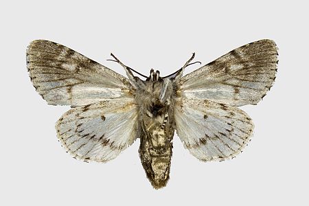 Acronicta aceris