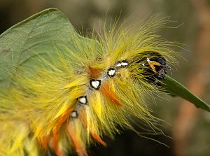 Acronicta aceris Raupe