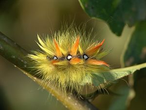 Acronicta aceris Raupe