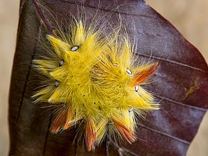 Acronicta aceris Raupe