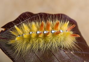 Acronicta aceris Raupe