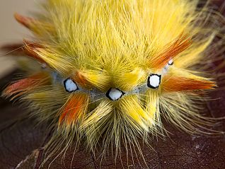 Acronicta aceris Raupe