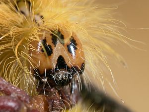 Acronicta aceris Raupe