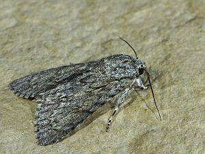 Acronicta aceris