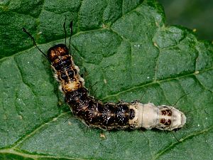 Acronicta alni