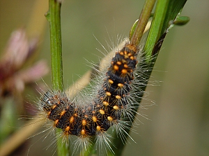 Acronicta auricoma Raupe