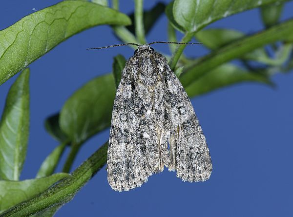 Acronicta auricoma