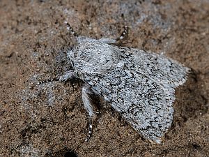 Acronicta euphorbiae