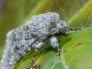 Acronicta euphorbiae