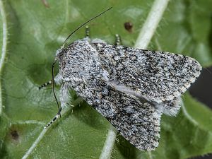 Acronicta cinerea