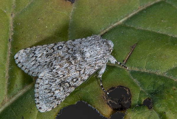 Acronicta cinerea