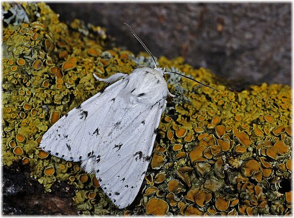 Acronicta leporina