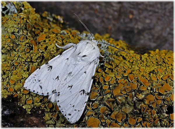 Acronicta leporina