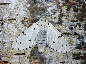 Acronicta leporina