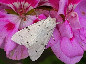 Acronicta leporina