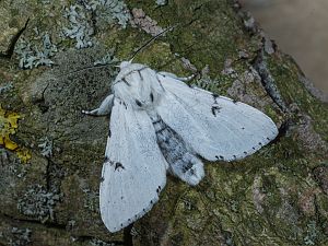 Acronicta leporina