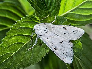 Acronicta leporina