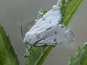 Acronicta leporina