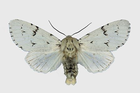 Acronicta leporina