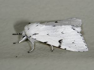 Acronicta leporina