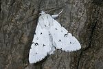 Acronicta leporina