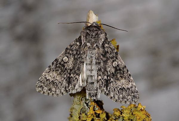 Acronicta megacephala