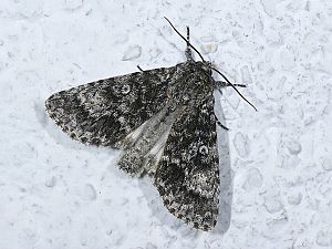 Acronicta megacephala