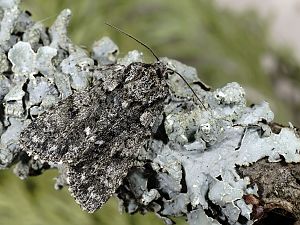 Acronicta megacephala