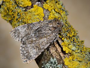 Acronicta megacephala