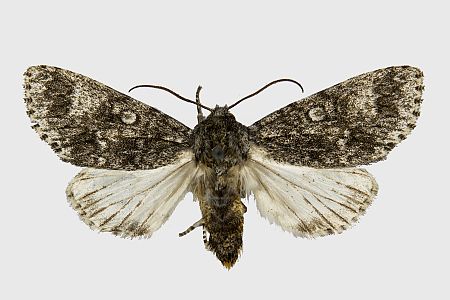 Acronicta megacephala