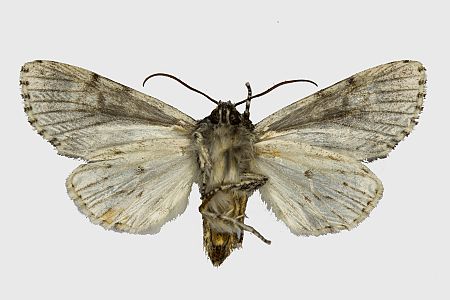 Acronicta megacephala