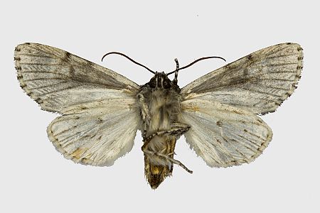 Acronicta megacephala