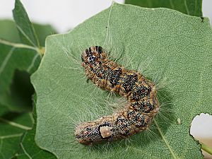 Acronicta megacephala