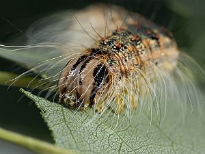 Acronicta megacephala