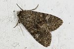 Acronicta megacephala