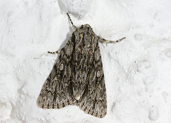 Acronicta orientalis