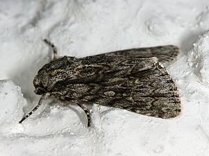 Acronicta orientalis