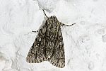 Acronicta orientalis