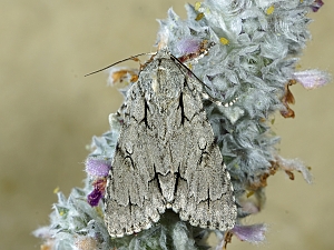 Acronicta psi