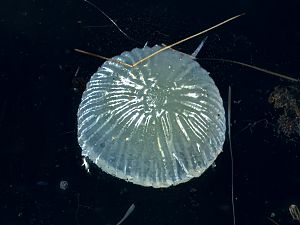 Acronicta psi Raupe