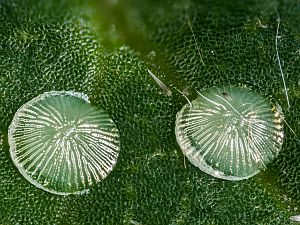 Acronicta psi Raupe