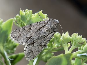 Acronicta psi