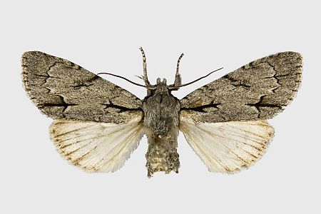 Acronicta psi