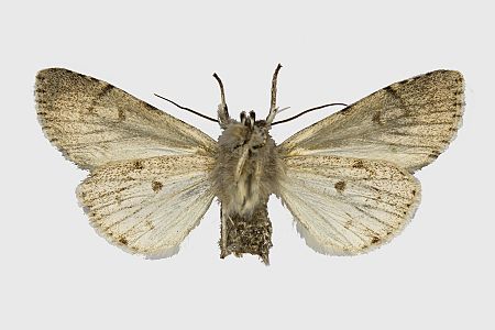 Acronicta psi